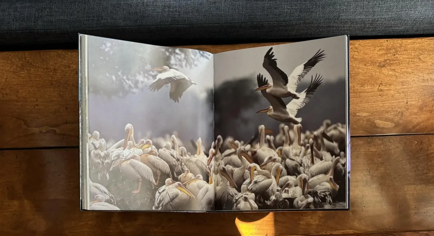 An open book on a wooden surface showing a photograph of a large flock of pelicans, some flying and some resting